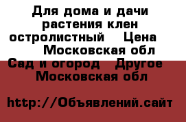 Для дома и дачи-растения клен остролистный  › Цена ­ 700 - Московская обл. Сад и огород » Другое   . Московская обл.